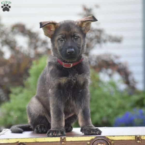 Lexie, German Shepherd Puppy